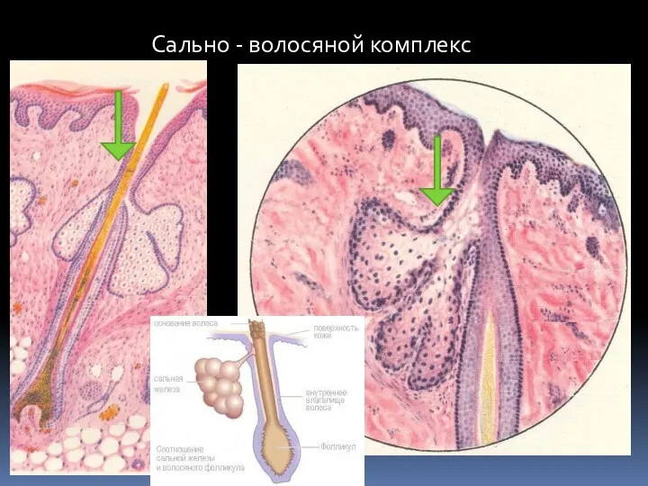 Сально - волосяной комплекс