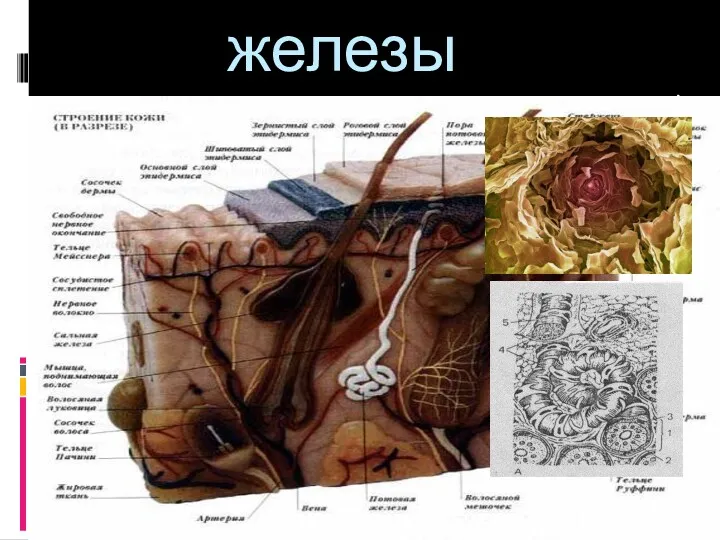 Потовые железы