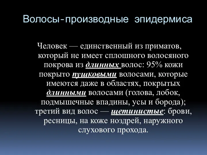 Волосы-производные эпидермиса Человек — единственный из приматов, который не имеет