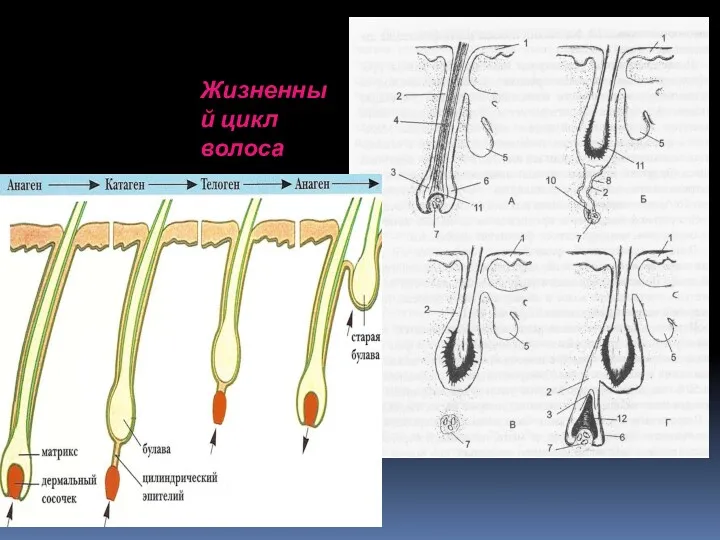 Жизненный цикл волоса