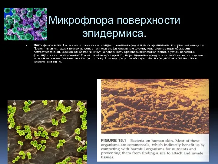 Микрофлора поверхности эпидермиса. Микрофлора кожи. Наша кожа постоянно контактирует с