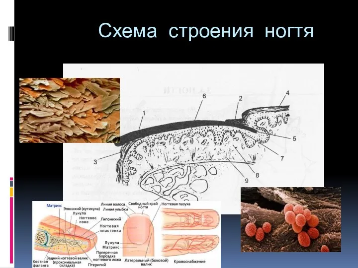 Схема строения ногтя