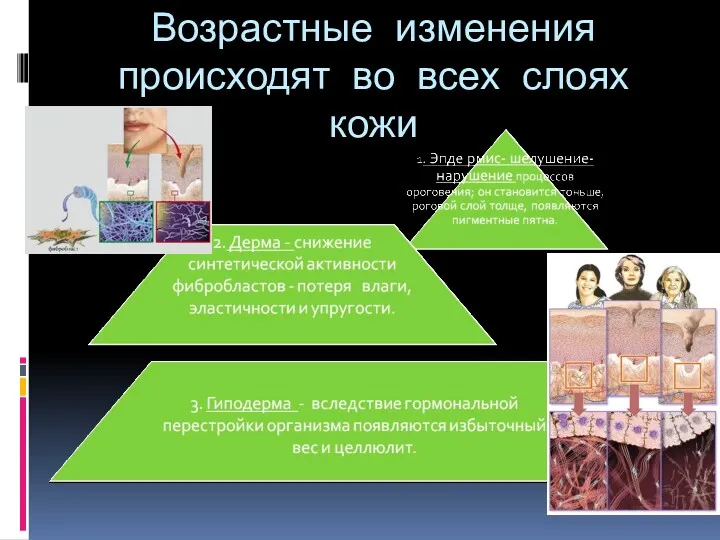 Возрастные изменения происходят во всех слоях кожи