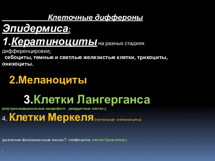 Клеточные диффероны Эпидермиса: 1.Кератиноциты на разных стадиях дифференцировки; себоциты, темные