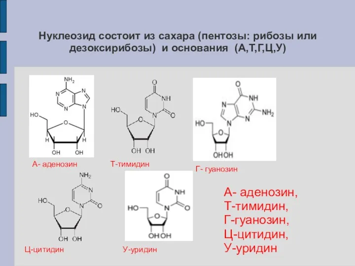 Нуклеозид состоит из сахара (пентозы: рибозы или дезоксирибозы) и основания (А,Т,Г,Ц,У) А- аденозин,