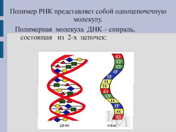 Полимерная молекула ДНК – спираль, состоящая из 2-х цепочек: Полимер РНК представляет собой одноцепочечную молекулу.