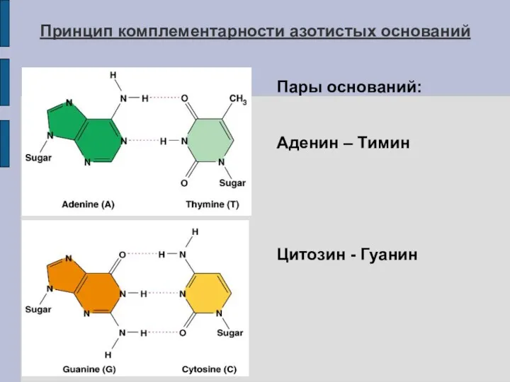Принцип комплементарности азотистых оснований Пары оснований: Аденин – Тимин Цитозин - Гуанин