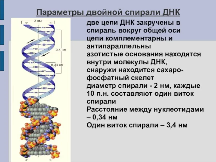 Параметры двойной спирали ДНК две цепи ДНК закручены в спираль вокруг общей оси