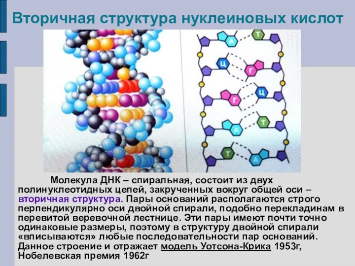 Вторичная структура нуклеиновых кислот Молекула ДНК – спиральная, состоит из двух полинуклеотидных цепей,