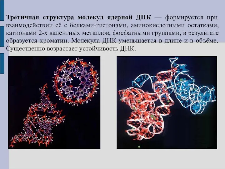Третичная структура молекул ядерной ДНК — формируется при взаимодействии её с белками-гистонами, аминокислотными