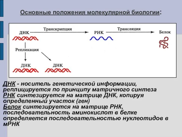 Основные положения молекулярной биологии: ДНК - носитель генетической информации, реплицируется по принципу матричного