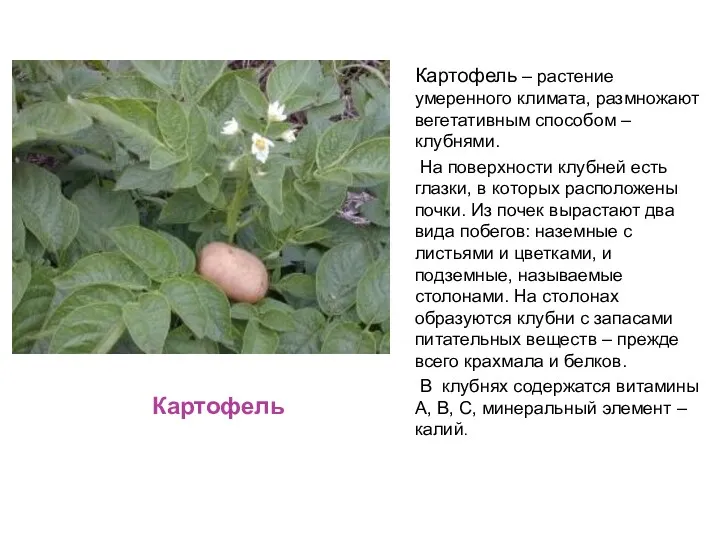 Картофель Картофель – растение умеренного климата, размножают вегетативным способом –