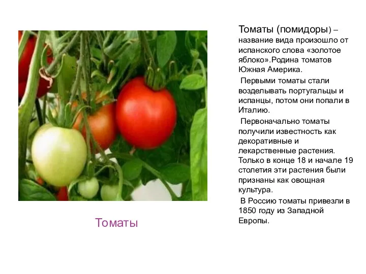 Томаты Томаты (помидоры) – название вида произошло от испанского слова «золотое яблоко».Родина томатов