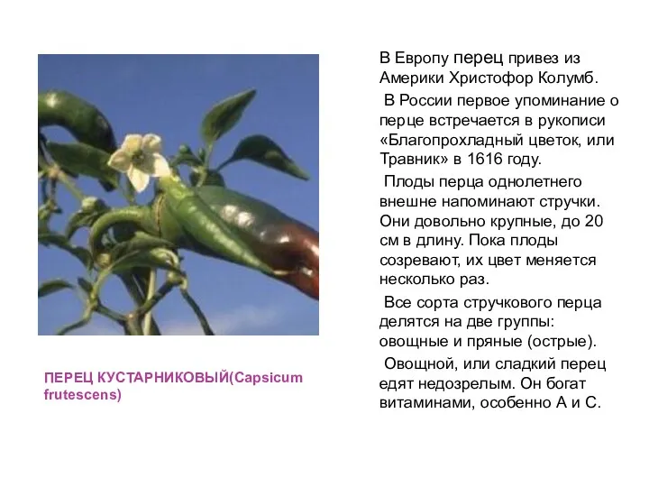 ПЕРЕЦ КУСТАРНИКОВЫЙ(Capsicum frutescens) В Европу перец привез из Америки Христофор Колумб. В России