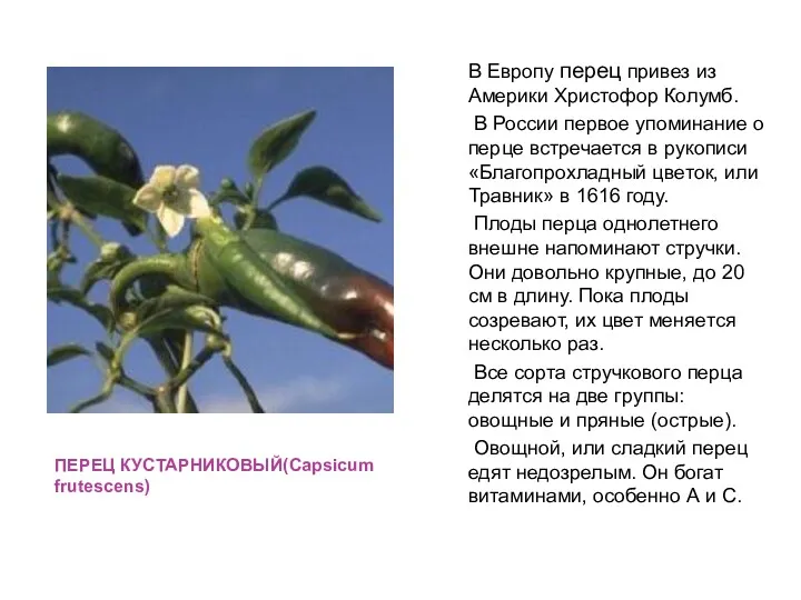 ПЕРЕЦ КУСТАРНИКОВЫЙ(Capsicum frutescens) В Европу перец привез из Америки Христофор