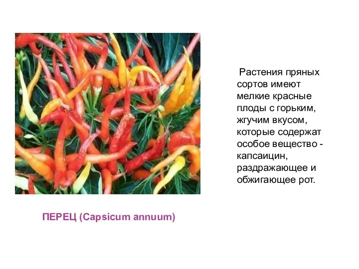 ПЕРЕЦ (Capsicum annuum) Растения пряных сортов имеют мелкие красные плоды с горьким, жгучим