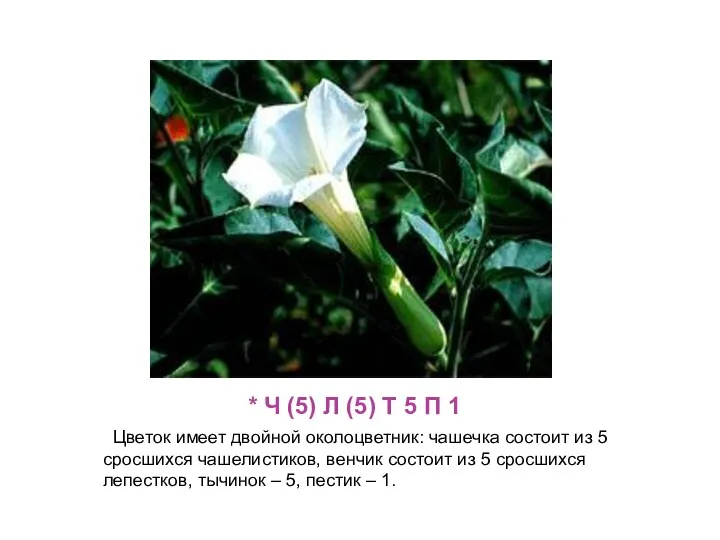 * Ч (5) Л (5) Т 5 П 1 Цветок имеет двойной околоцветник: