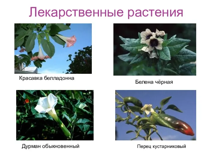 Лекарственные растения Красавка белладонна Белена чёрная Дурман обыкновенный Перец кустарниковый