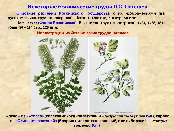 Слева – из «Атласа» (копеечник крупноцветковый – Hedysarum grandiflorum Pall.);