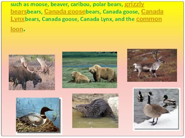 Animals Canada is known for its vast forests and mountain