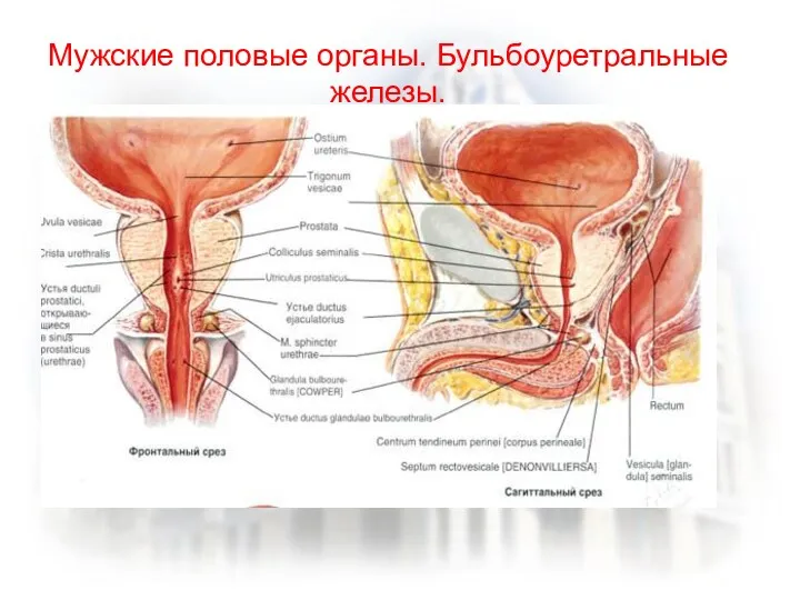 Мужские половые органы. Бульбоуретральные железы.