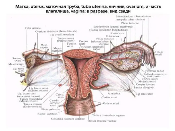Женские половые органы. Маточная труба.