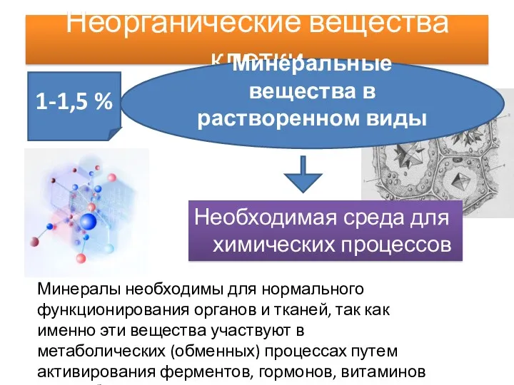 Неорганические вещества клетки Необходимая среда для химических процессов Минеральные вещества