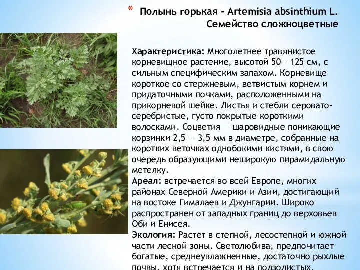 Полынь горькая - Artemisia absinthium L. Семейство сложноцветные Характеристика: Многолетнее