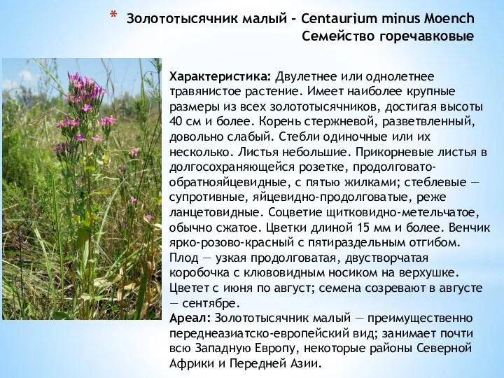 Золототысячник малый - Centaurium minus Moench Семейство горечавковые Характеристика: Двулетнее