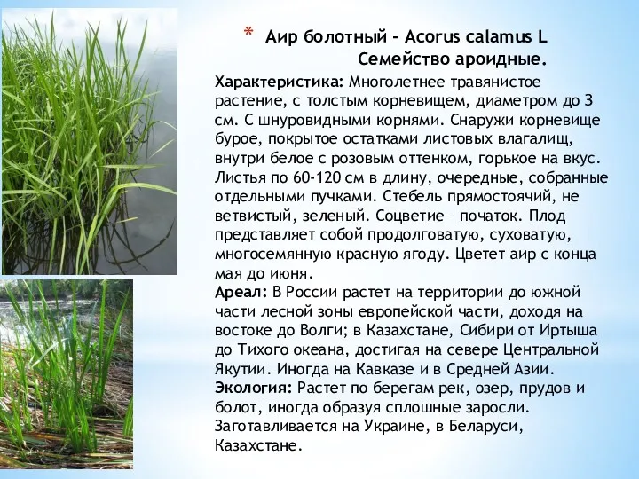 Аир болотный - Acorus calamus L Семейство ароидные. Характеристика: Многолетнее