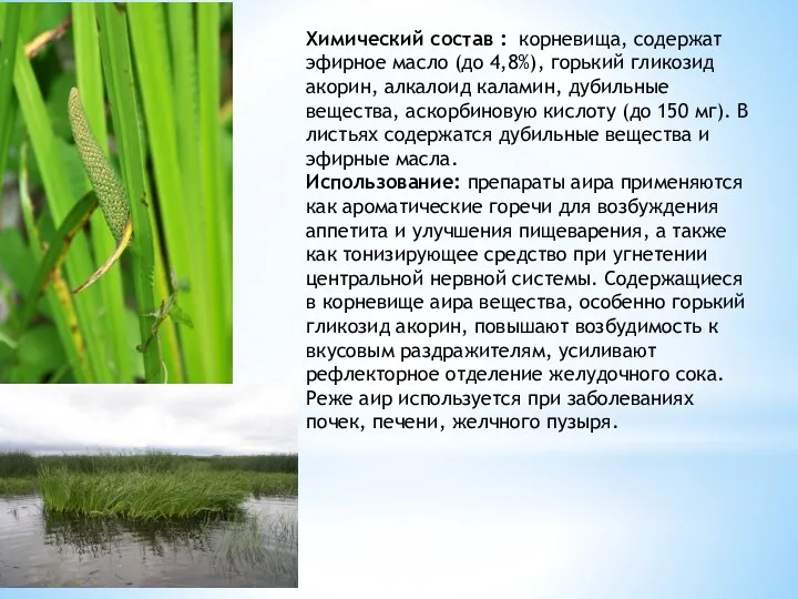 Химический состав : корневища, содержат эфирное масло (до 4,8%), горький