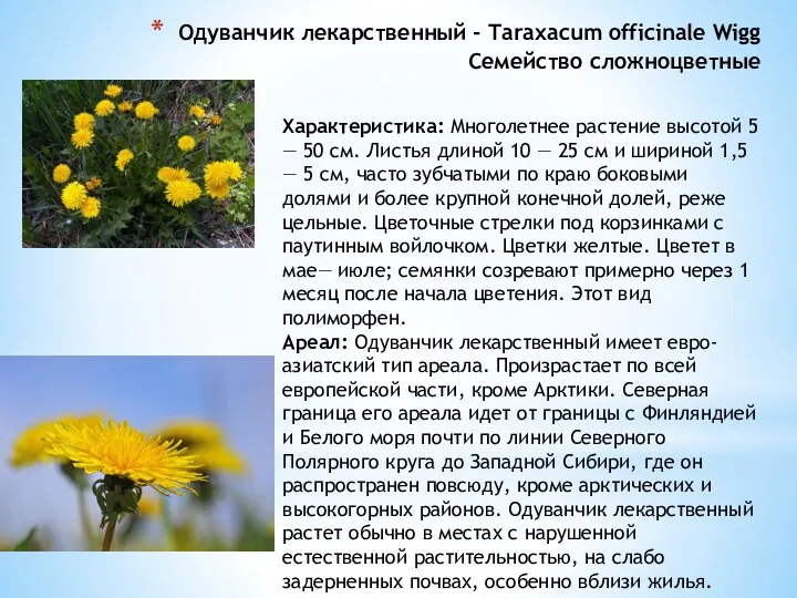 Одуванчик лекарственный - Taraxacum officinale Wigg Семейство сложноцветные Характеристика: Многолетнее