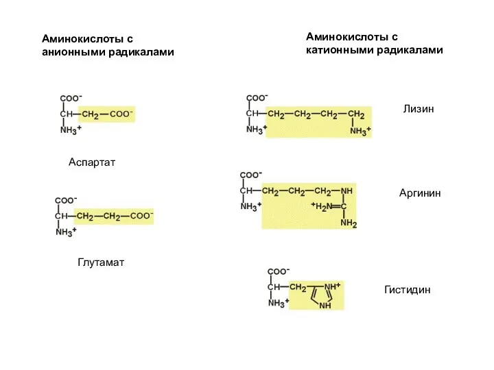 Аминокислоты с анионными радикалами Аминокислоты с катионными радикалами Аспартат Глутамат Аргинин Лизин Гистидин