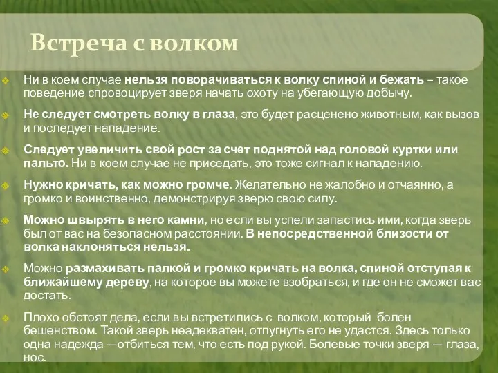 Встреча с волком Ни в коем случае нельзя поворачиваться к