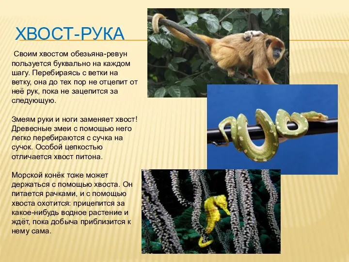 ХВОСТ-РУКА Своим хвостом обезьяна-ревун пользуется буквально на каждом шагу. Перебираясь с ветки на