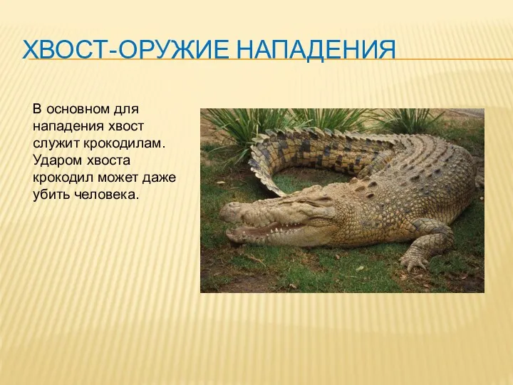 ХВОСТ-ОРУЖИЕ НАПАДЕНИЯ В основном для нападения хвост служит крокодилам. Ударом хвоста крокодил может даже убить человека.