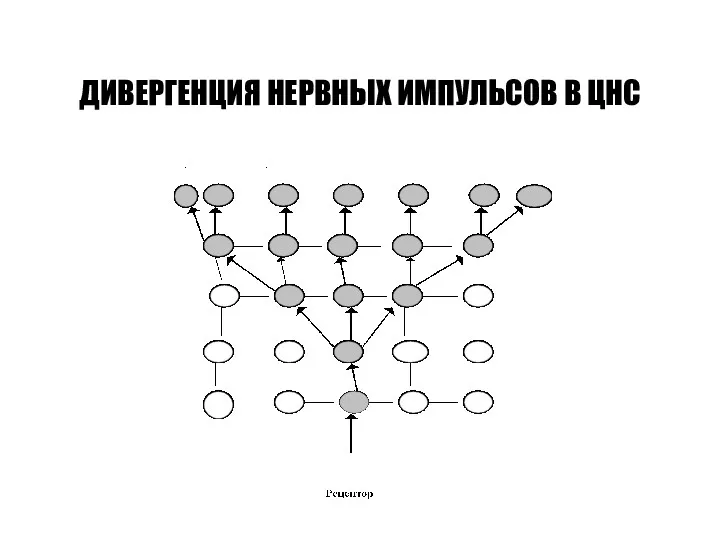 ДИВЕРГЕНЦИЯ НЕРВНЫХ ИМПУЛЬСОВ В ЦНС