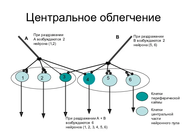 Центральное облегчение 1 2 3 4 5 6 А В