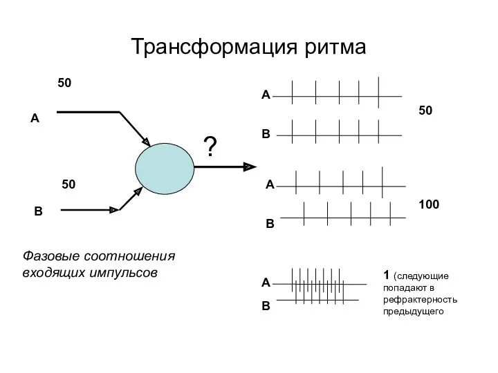 Трансформация ритма 50 50 А В 1 (следующие попадают в рефрактерность предыдущего Фазовые соотношения входящих импульсов