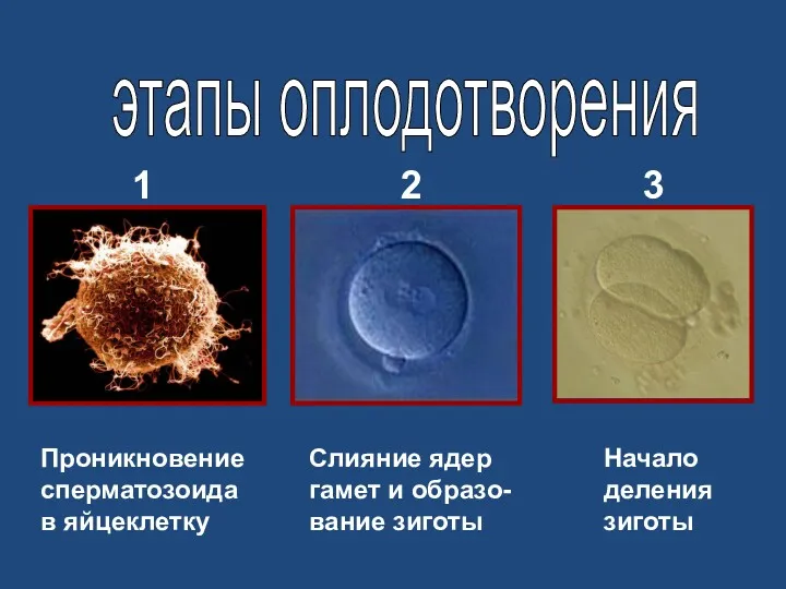 Проникновение сперматозоида в яйцеклетку Слияние ядер гамет и образо- вание