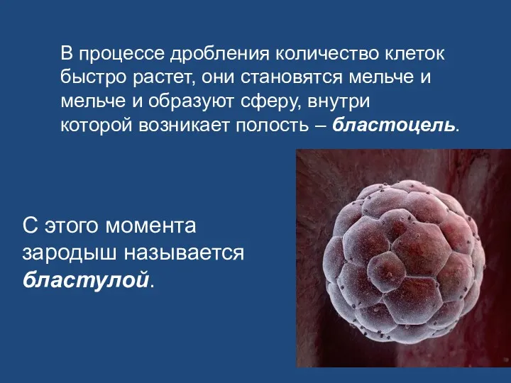 В процессе дробления количество клеток быстро растет, они становятся мельче