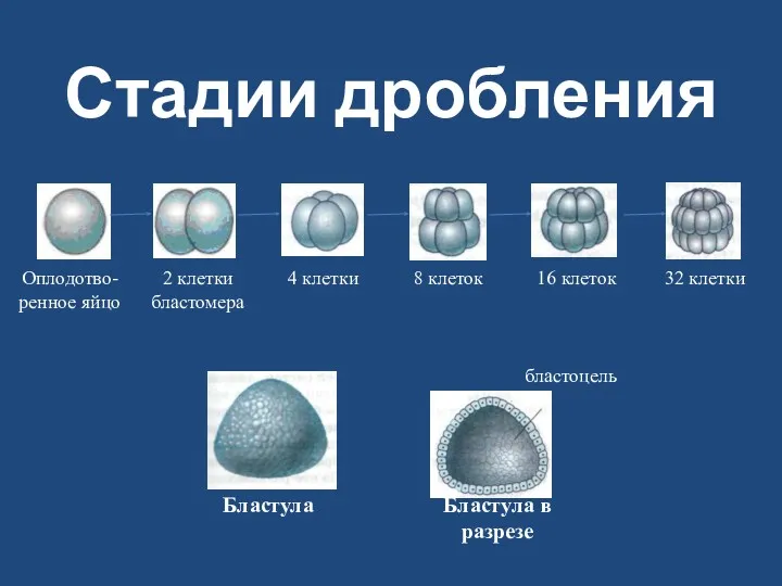 Стадии дробления Оплодотво-ренное яйцо 2 клетки бластомера 4 клетки 8