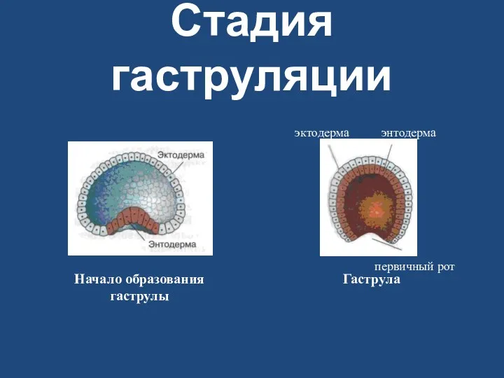 Стадия гаструляции Начало образования гаструлы Гаструла эктодерма энтодерма первичный рот