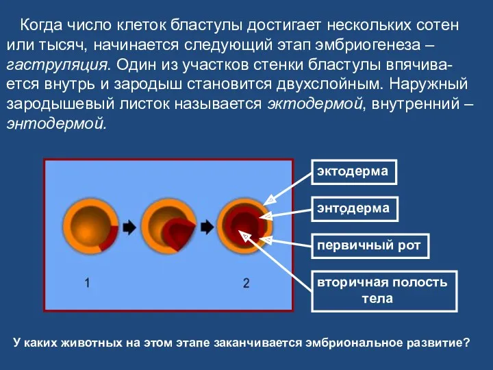 Когда число клеток бластулы достигает нескольких сотен или тысяч, начинается