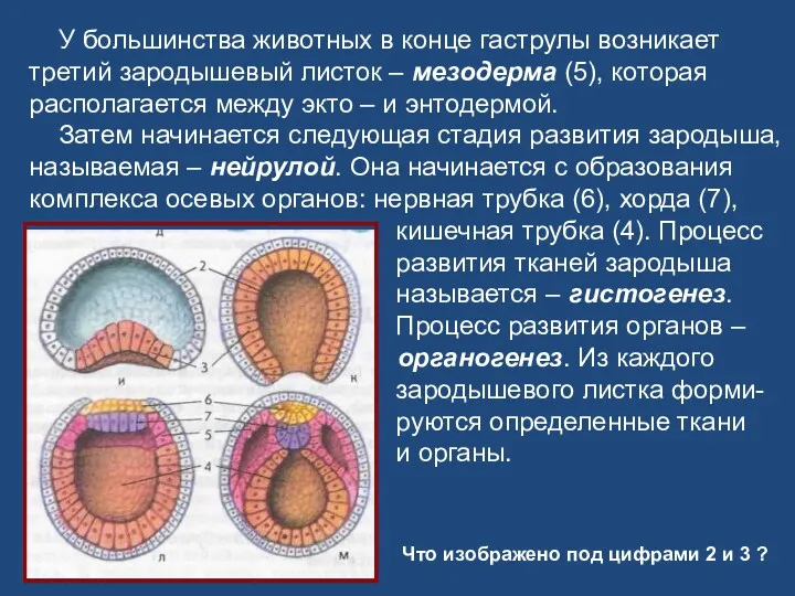 У большинства животных в конце гаструлы возникает третий зародышевый листок