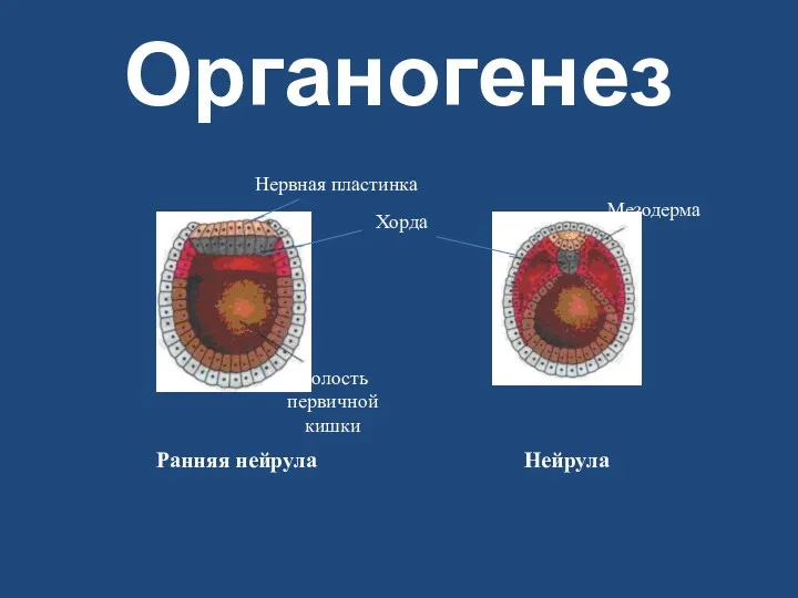 Органогенез Ранняя нейрула Нейрула Нервная пластинка Хорда Полость первичной кишки Мезодерма