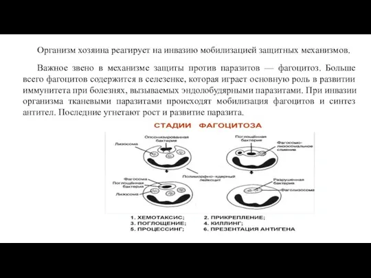 Организм хозяина реагирует на инвазию мобилизацией защитных механизмов. Важное звено