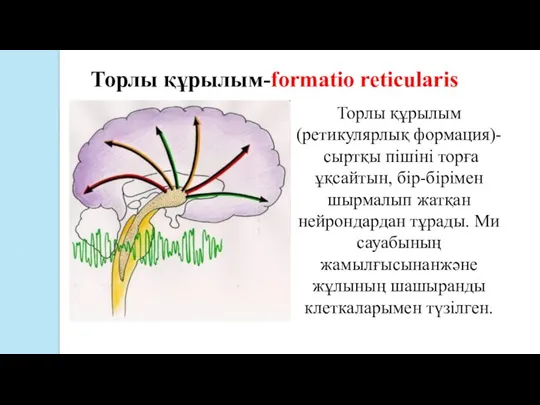 Торлы құрылым-formatio reticularis Торлы құрылым (ретикулярлық формация)- сыртқы пішiнi торға