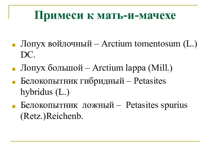 Примеси к мать-и-мачехе Лопух войлочный – Arctium tomentosum (L.) DC.