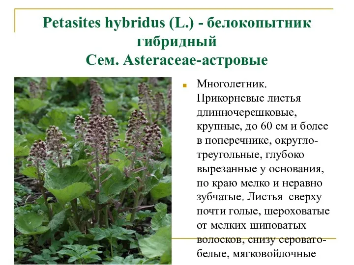 Petasites hybridus (L.) - белокопытник гибридный Сем. Asteraceae-астровые Многолетник. Прикорневые